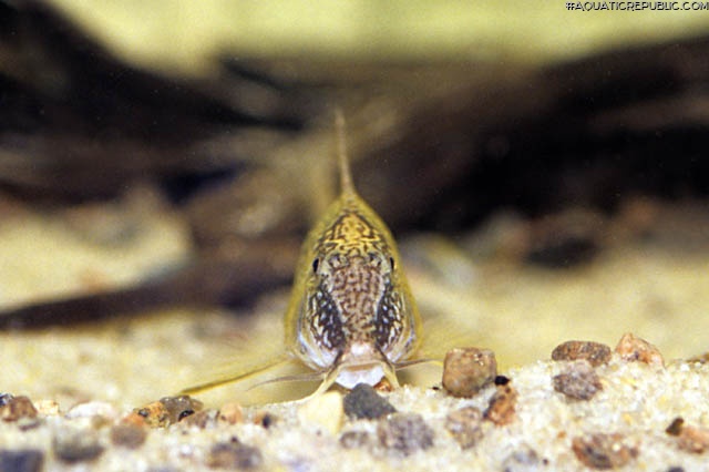 Corydoras semiaquilus