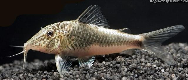 Corydoras semiaquilus