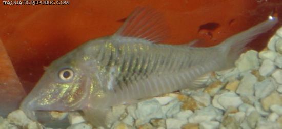 Corydoras semiaquilus