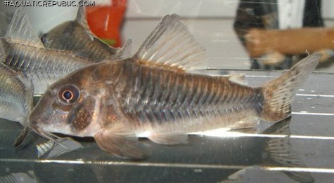 Corydoras septentrionalis