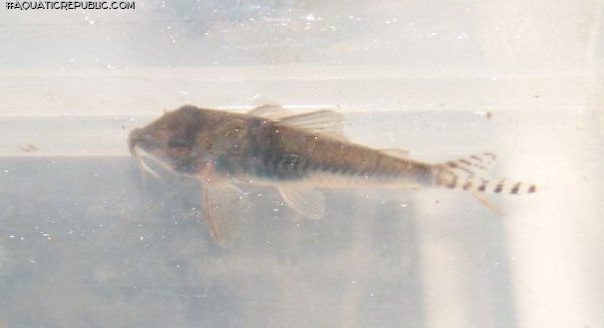 Corydoras septentrionalis