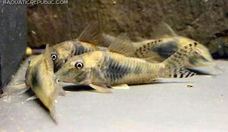 Corydoras septentrionalis