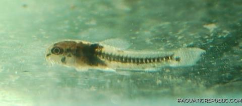 Corydoras serratus