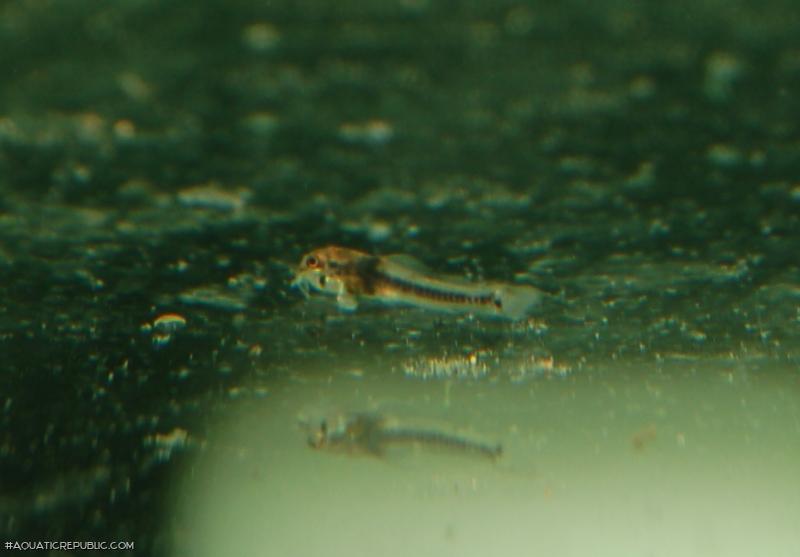 Corydoras serratus