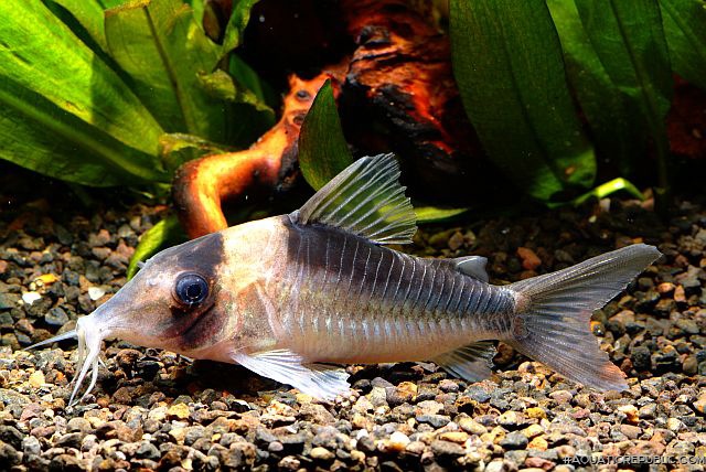 Corydoras serratus