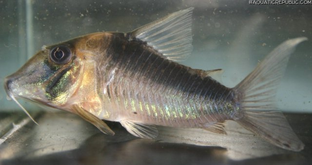 Corydoras serratus