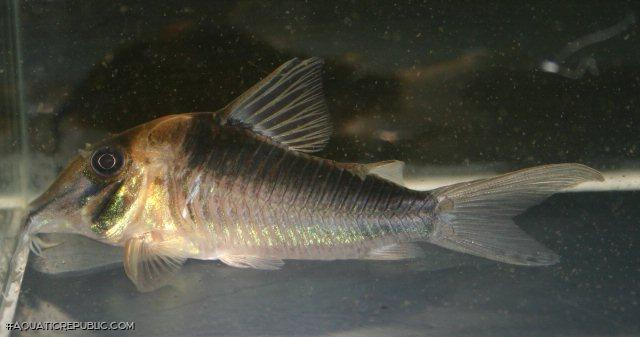 Corydoras serratus