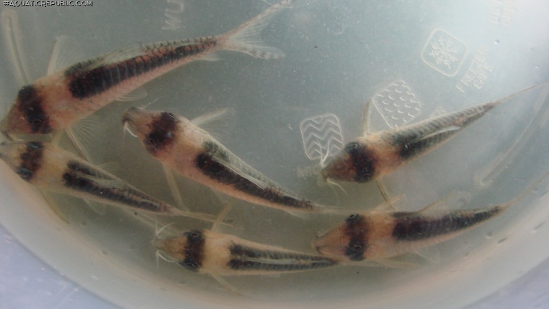 Corydoras serratus