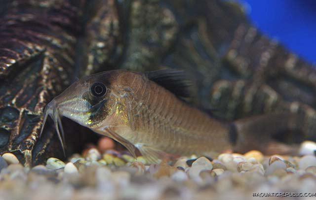 Corydoras simulatus