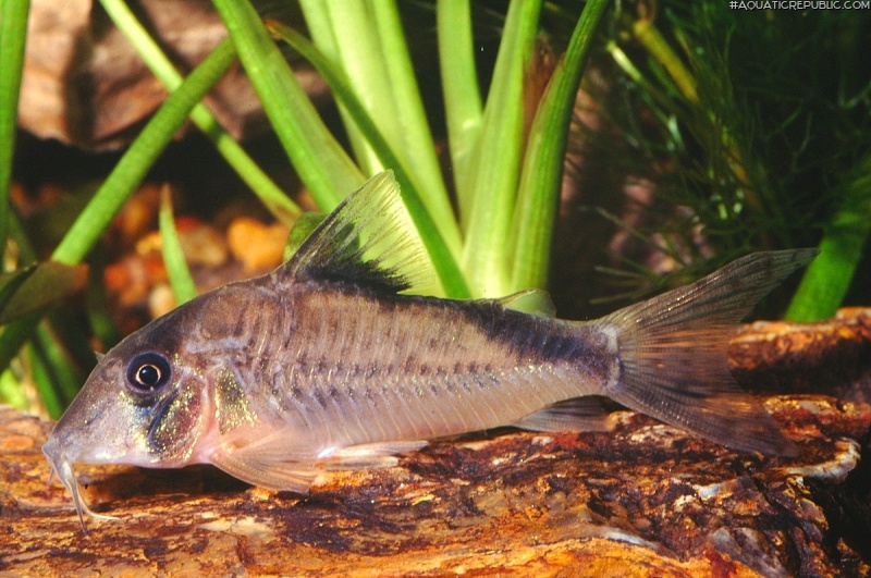 Corydoras simulatus