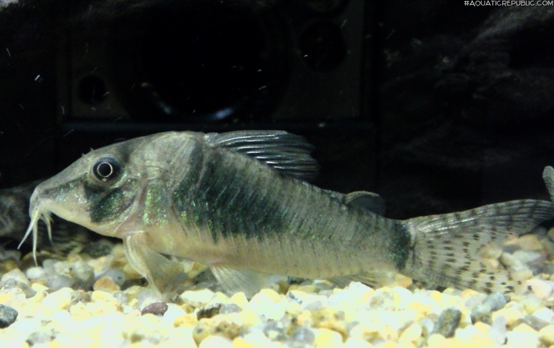 Corydoras simulatus