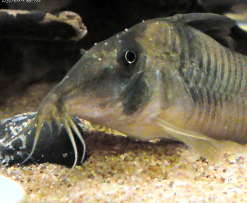 Corydoras simulatus