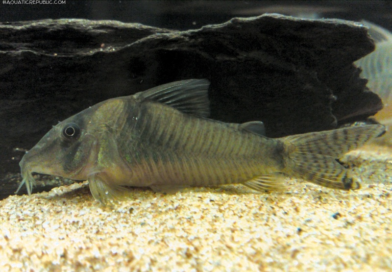 Corydoras simulatus