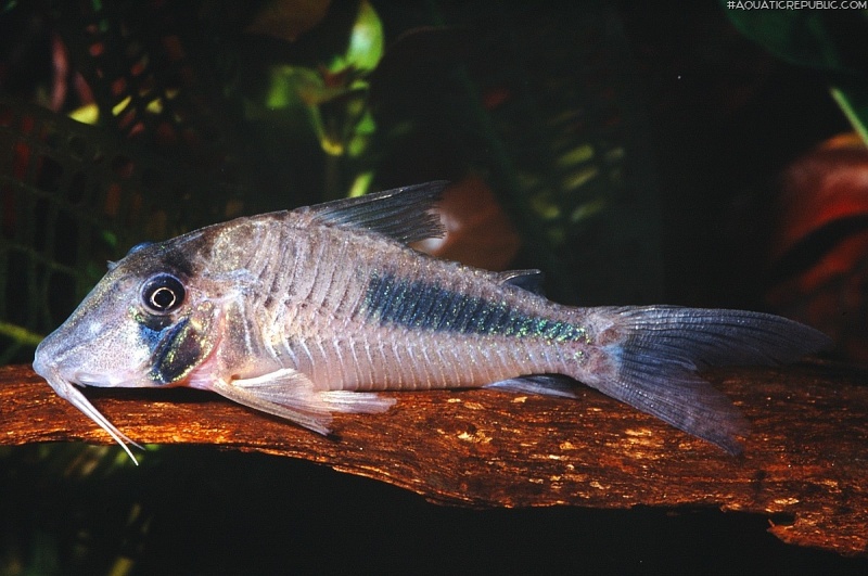 Corydoras solox