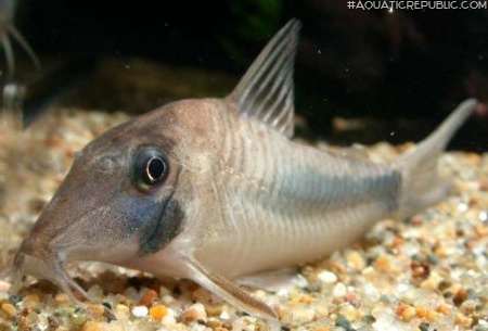 Corydoras solox