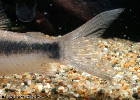 Corydoras solox