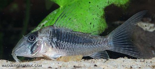 Corydoras solox