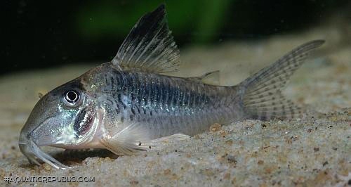 Corydoras solox