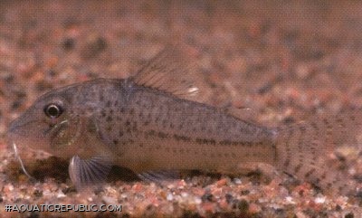 Corydoras sp. (C024)