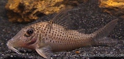 Corydoras sp. (C028)