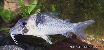 Corydoras sp. (C038)