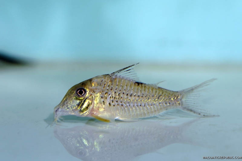 Corydoras sp. (C042)