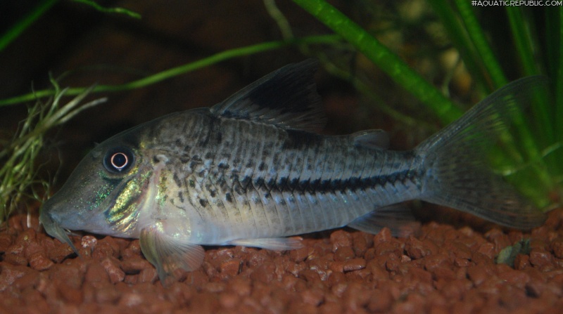 Corydoras sp. (C042)