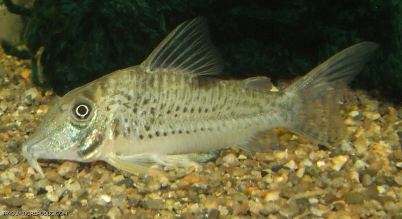 Corydoras sp. (C042)