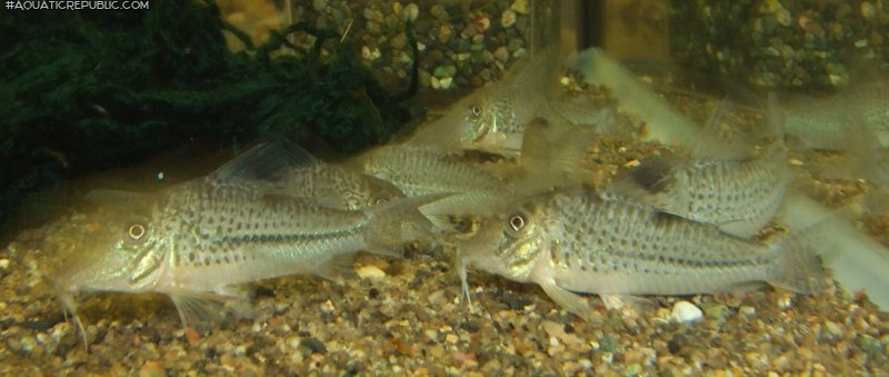 Corydoras sp. (C042)