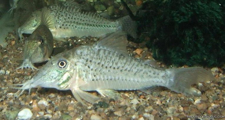 Corydoras sp. (C042)