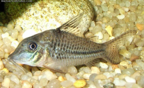 Corydoras sp. (C042)