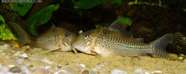 Corydoras sp. (C042)