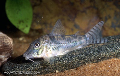 Corydoras sp. (C099)