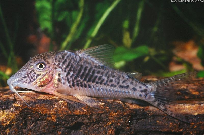 Corydoras sp. (C127)