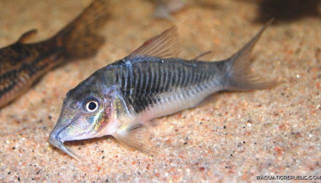 Corydoras sp. (C127)