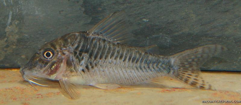 Corydoras sp. (C127)