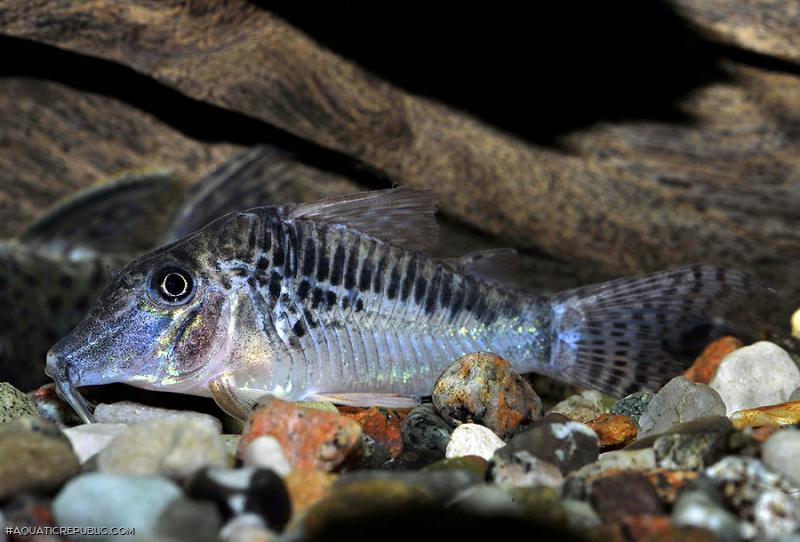 Corydoras sp. (C127)