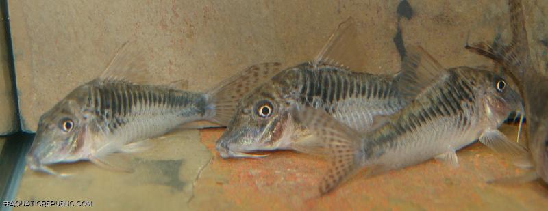 Corydoras sp. (C127)