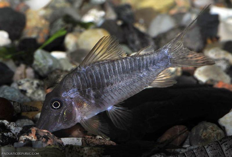 Corydoras sp. (C127)