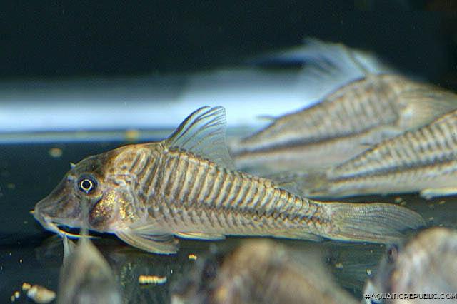 Corydoras sp. (C145)