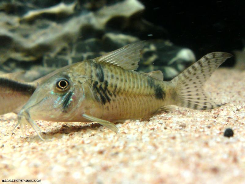 Corydoras sp. (Cw012)