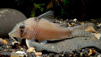 Corydoras sp. (Cw053)