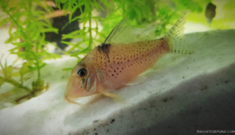 Corydoras sp. (Cw053)