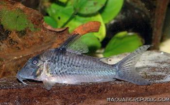 Corydoras sp. (Cw059)