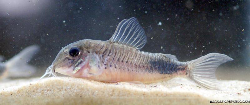 Corydoras sp. (Cw118)