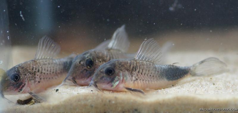 Corydoras sp. (Cw118)