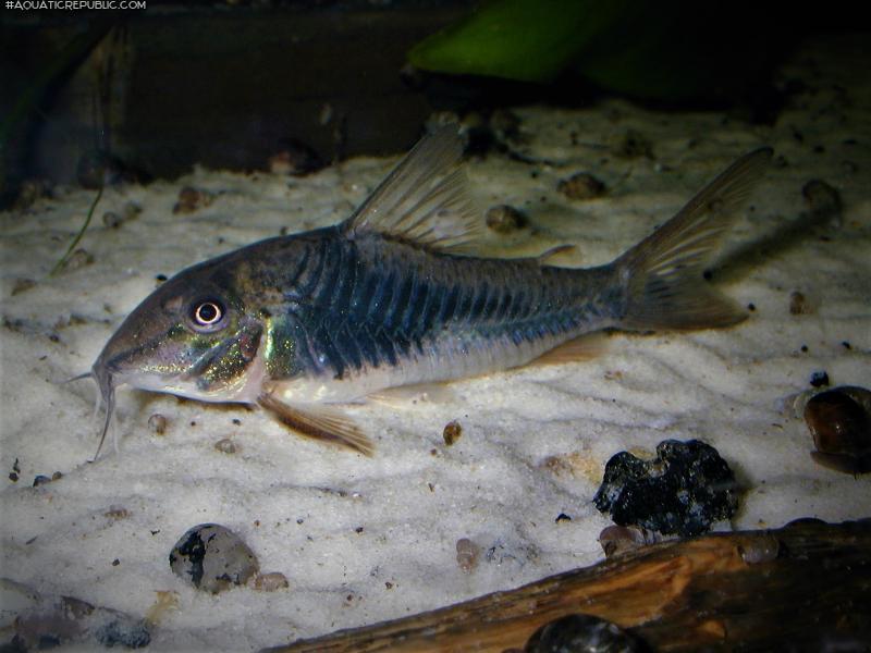 Corydoras sp. (Cw124)