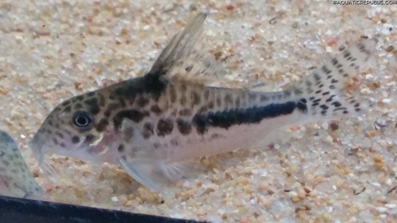 Corydoras sp. (Cw143)