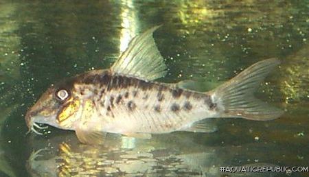 Corydoras sp. hybrid(1)