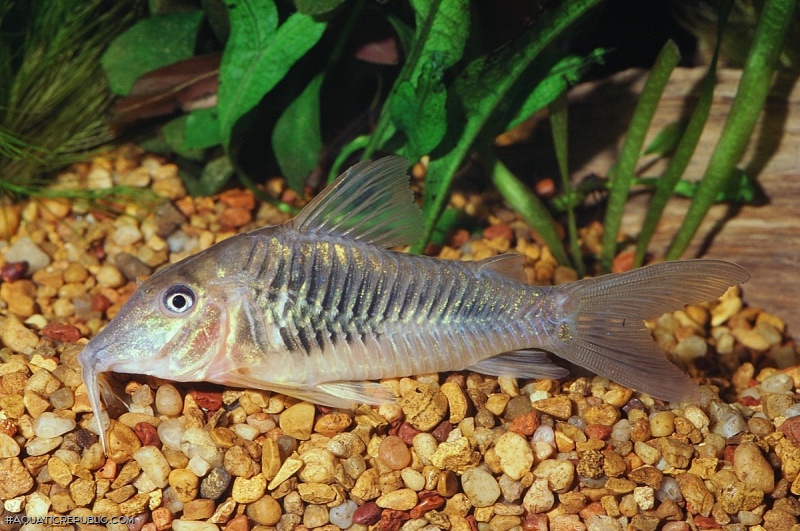 Corydoras stenocephalus